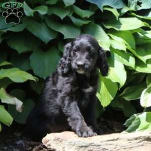Bella, Irish Doodle Puppy